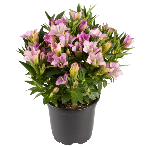 关于(微-77728415)全网*正规的网投现场同步靠谱平台