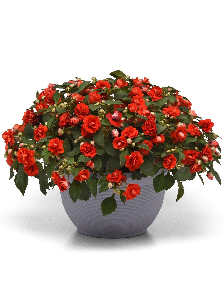 闪光仙女深红色